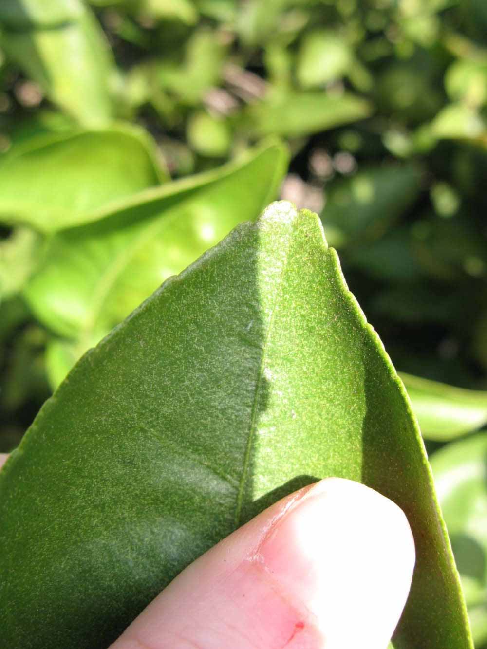            Margin (Itaborai, Winter Haven, FL)   